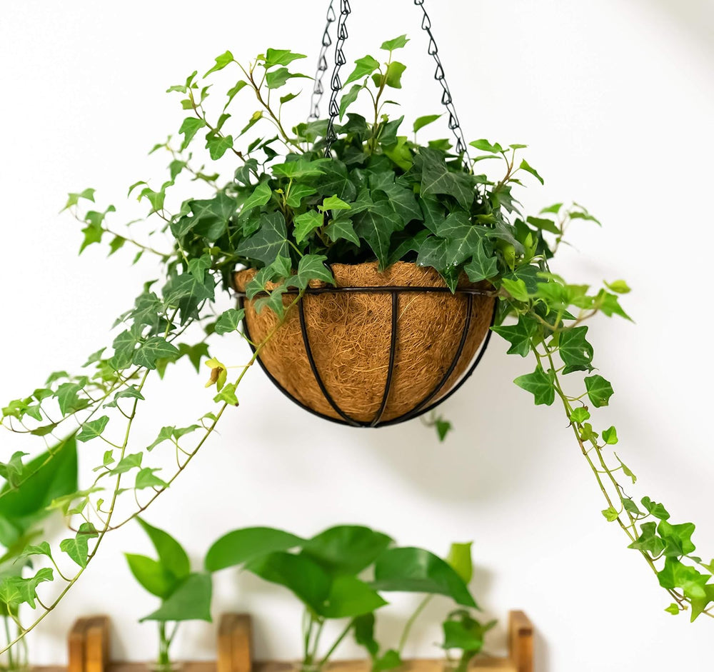 Kingbuy 12" Metal Hanging Basket for Herbs & Flowers – 6" Depth...