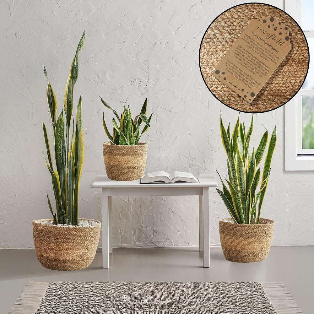 Casafield Set of 3 Seagrass Planter Baskets with Liners - Two-Tone, Hand Wove...