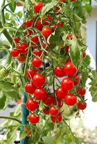 Ultimate Hanging Baskets - Strawberry, Tomato, Flower, and Herb Outdoor Plant...