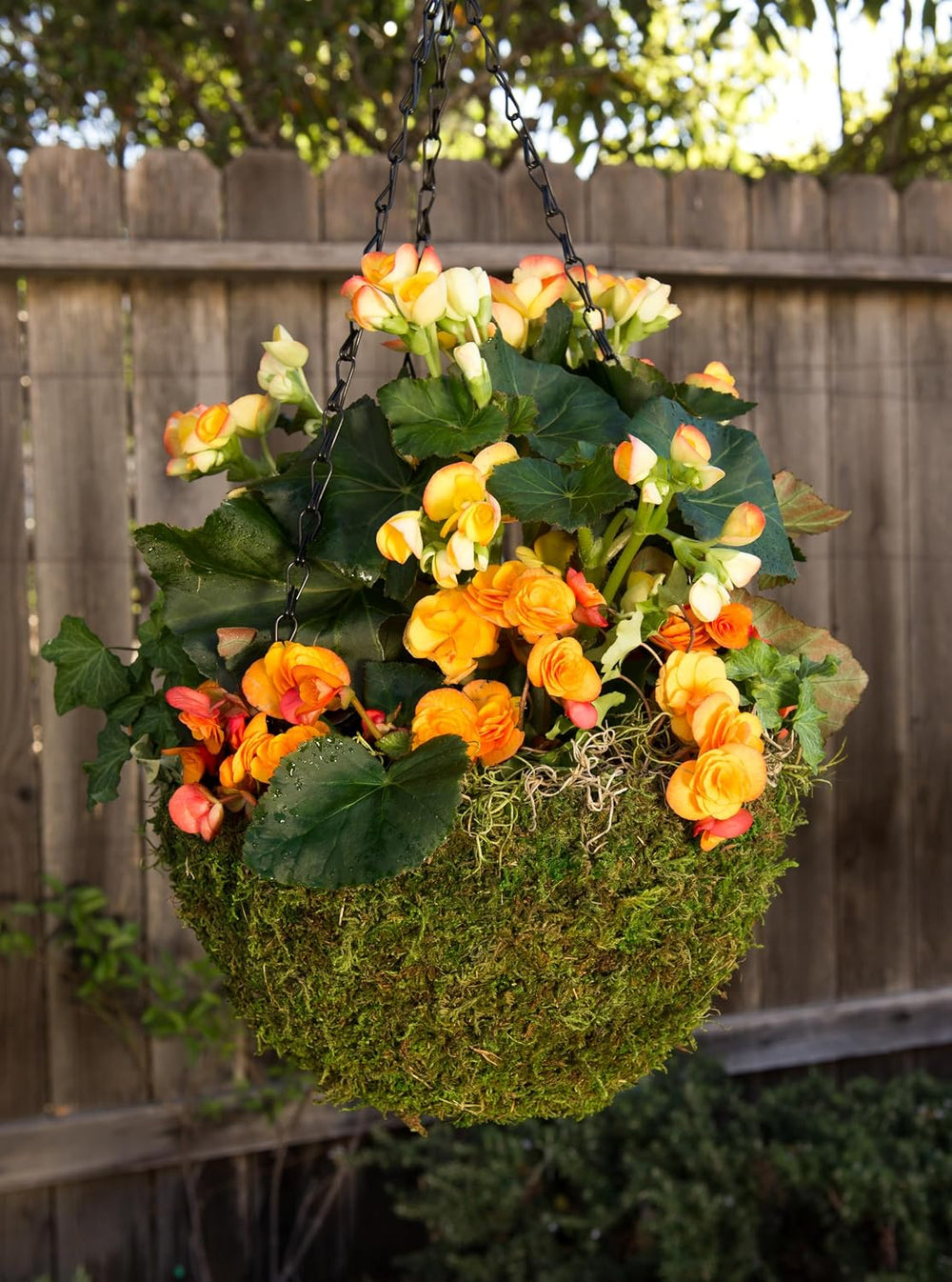 SuperMoss (29320) MossWeave Hanging Basket | Outdoor Hanging Planter with Mos...
