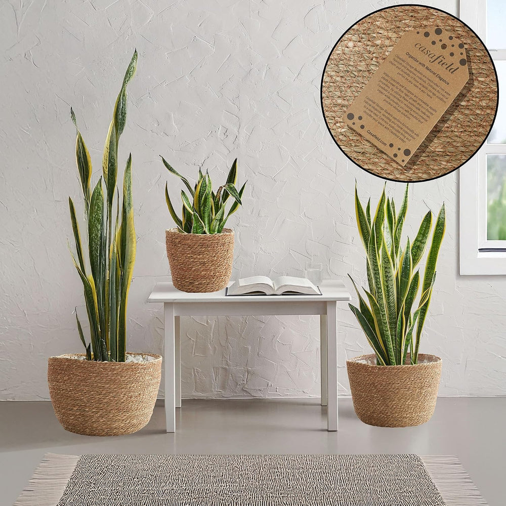 Casafield Set of 3 Seagrass Planter Baskets with Liners - Natural, Hand Woven...